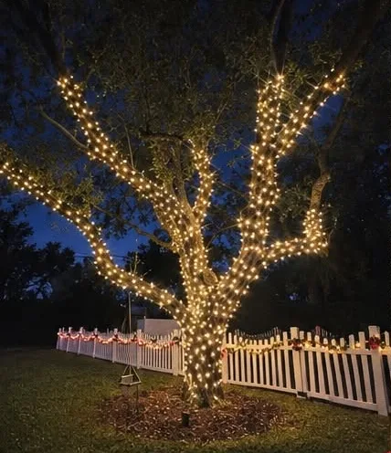 Oak tree wrapped branch by branch in warm white lights beside a white picket fence